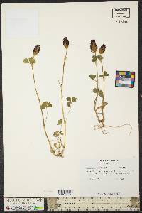 Trifolium incarnatum image