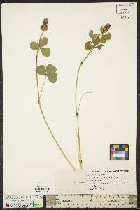 Trifolium incarnatum image