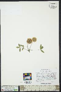 Trifolium virginicum image