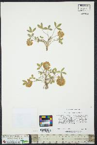 Trifolium virginicum image