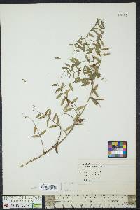 Vicia caroliniana image