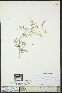 Vicia caroliniana image