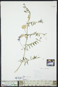 Vicia cracca image