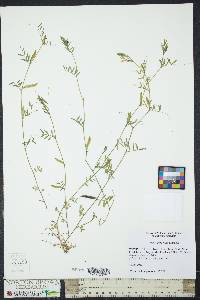 Vicia lathyroides image