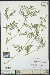 Vicia sativa subsp. nigra image