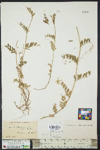 Vicia sativa subsp. nigra image