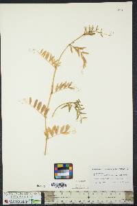 Vicia sativa subsp. nigra image