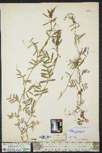 Vicia sativa subsp. nigra image