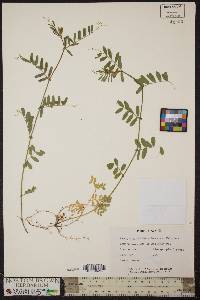 Vicia sativa subsp. nigra image