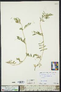 Vicia sativa subsp. nigra image