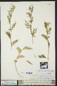 Vicia sativa subsp. nigra image