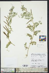 Vicia sativa subsp. nigra image