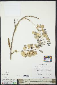 Wisteria frutescens image