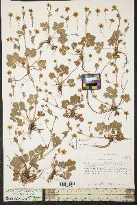 Potentilla canadensis image