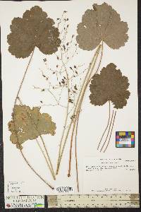 Heuchera americana image