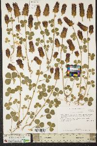 Trifolium incarnatum image