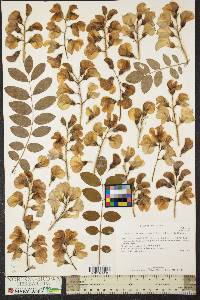 Robinia hispida image