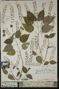 Circaea canadensis image