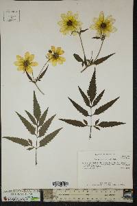 Bidens polylepis image