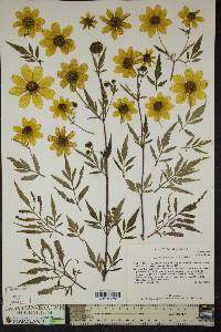 Bidens polylepis image