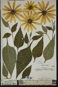 Helianthus tuberosus image