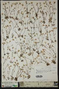 Hedyotis caerulea image
