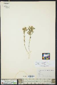 Polygala cruciata image