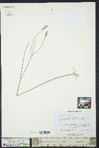 Polygala incarnata image