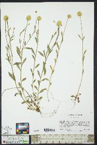 Polygala lutea image