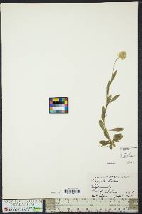 Polygala lutea image