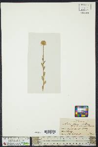 Polygala lutea image