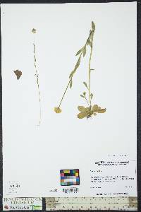 Polygala lutea image