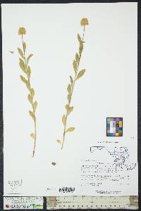 Polygala lutea image