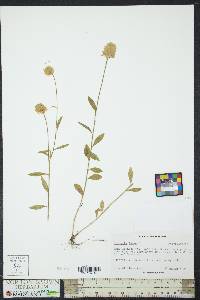 Polygala lutea image