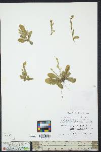 Polygala lutea image