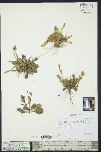 Polygala lutea image