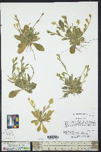 Polygala lutea image