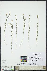 Polygala mariana image