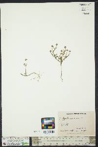 Polygala mariana image