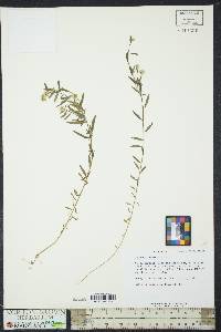 Polygala mariana image