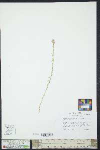 Polygala mariana image