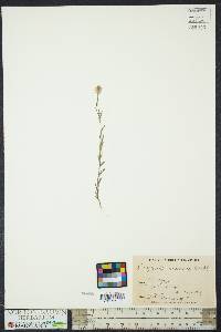 Polygala mariana image