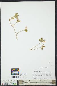 Polygaloides paucifolia image