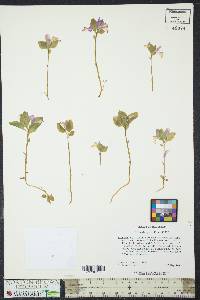 Polygaloides paucifolia image