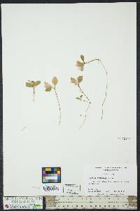 Polygaloides paucifolia image