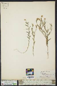 Polygala sanguinea image