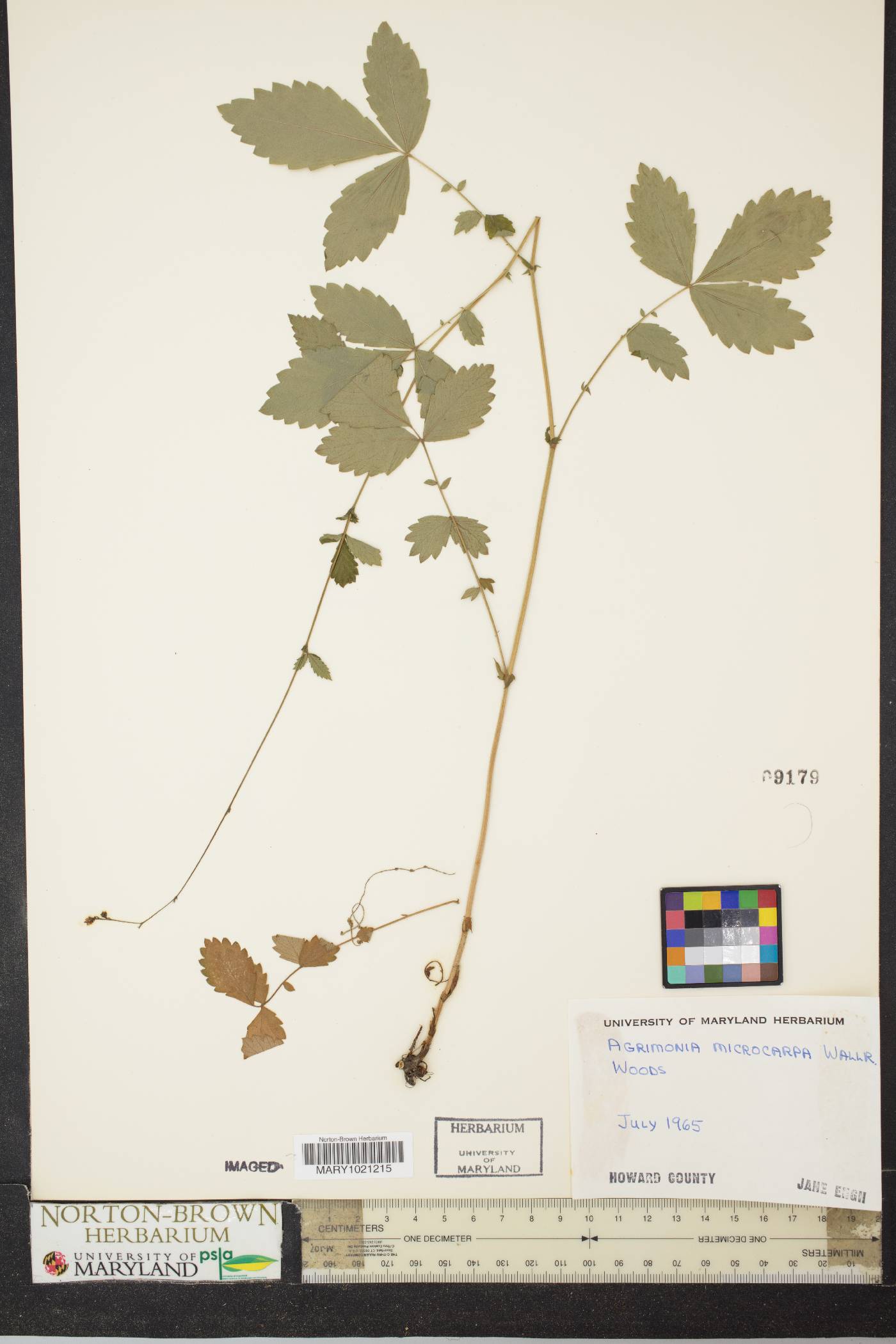 Agrimonia microcarpa image
