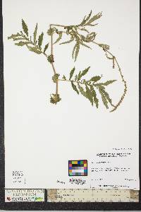 Agrimonia parviflora image