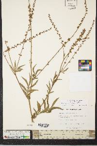 Agrimonia parviflora image