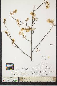 Amelanchier canadensis image